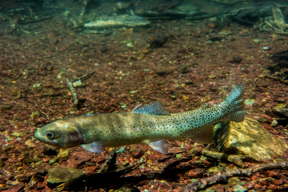 Cutthroat Trout in Otokomi Lake