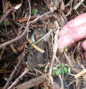 Photo of the week - Juvenile eastern cottontail in nest (MA)