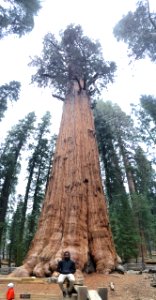 Sequoiadendron giganteum