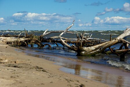 Driftwood sea beach