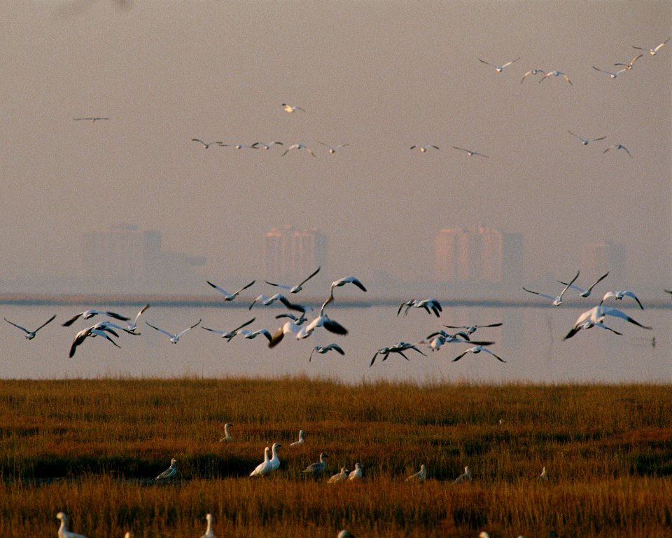 Photo of the Week - Edwin B. Forsythe National Wildlife Refuge (NJ)