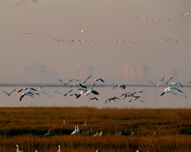 Photo of the Week - Edwin B. Forsythe National Wildlife Refuge (NJ)