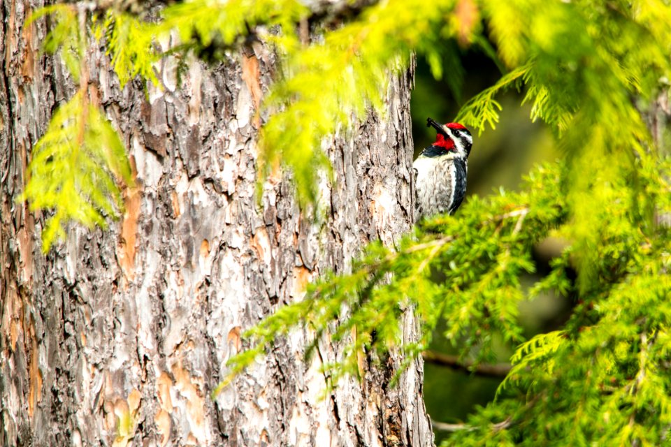 Red-naped Sapsucker with Insect