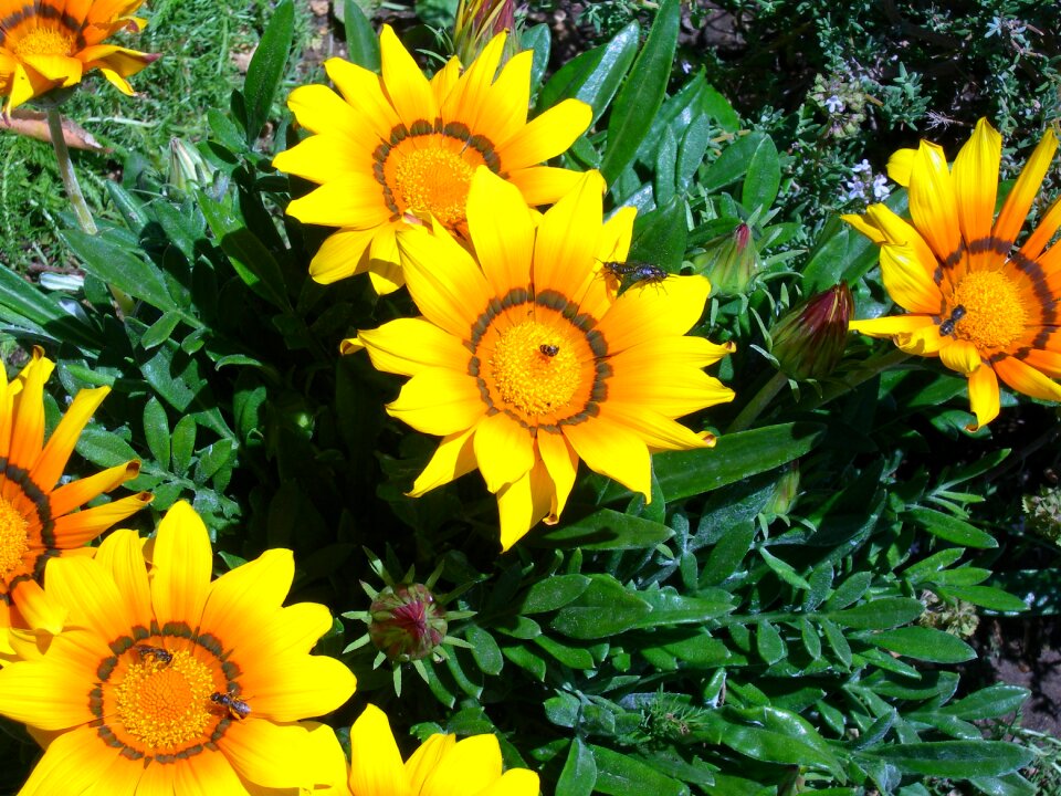 Orange flowering insects