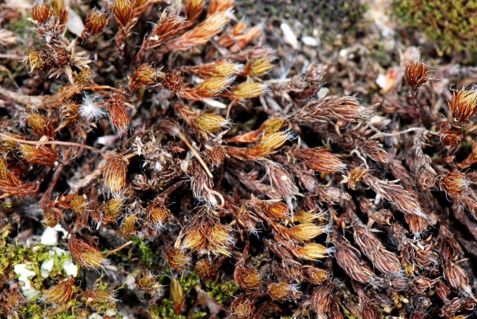 Polytrichum piliferum low-elev