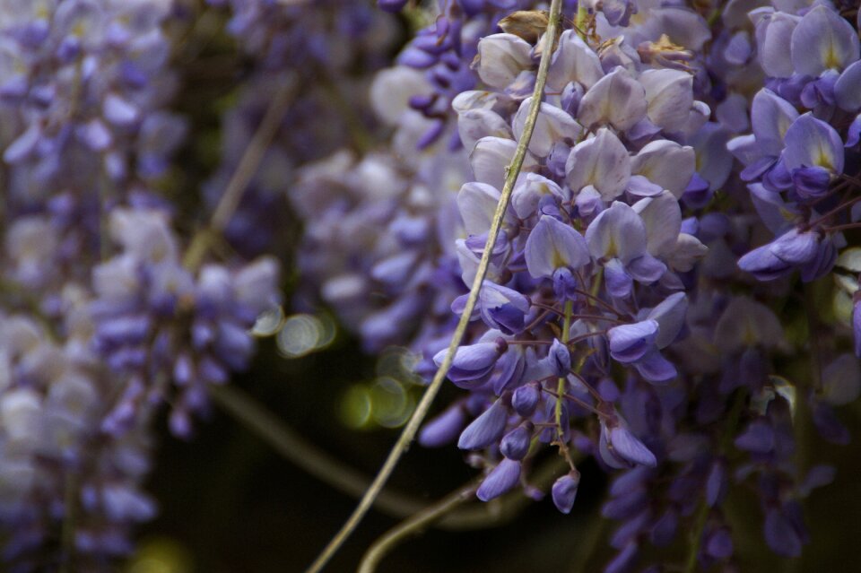 Blütenmeer flowers grape
