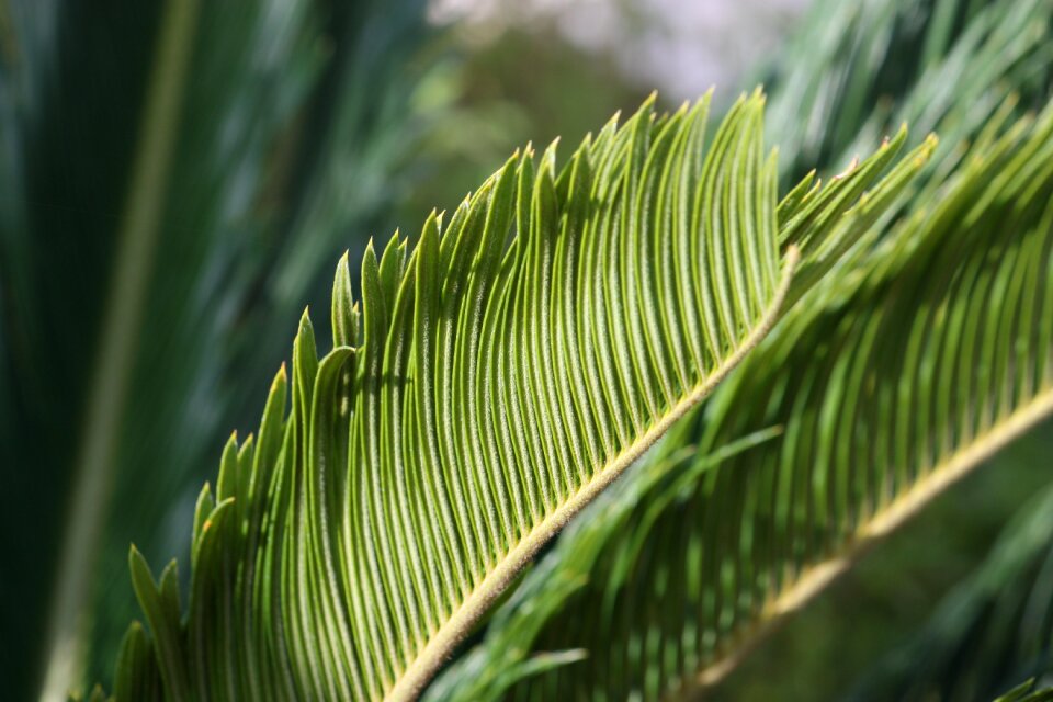 Sheet palms background