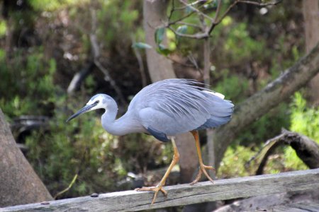 White-faced Heron. Ardea novaehollandaie