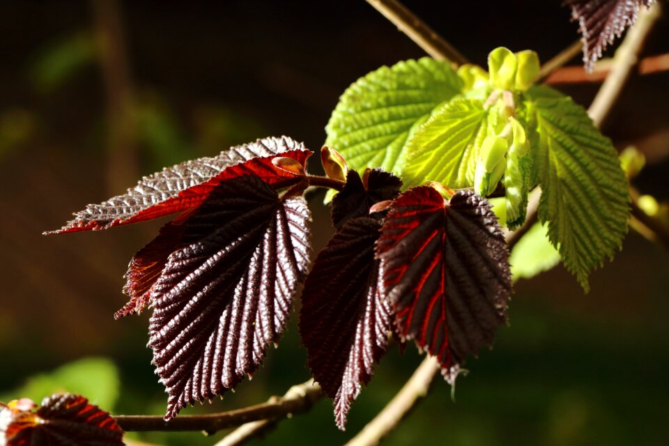 Colors foliage branch