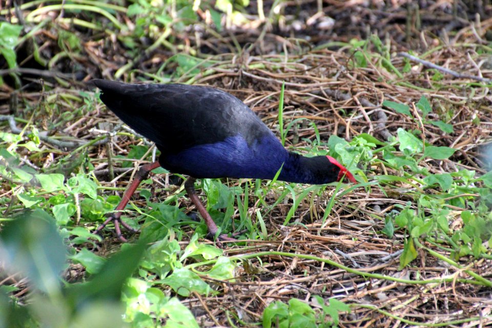 Purple Swamphen. Porphyrio porphyrio