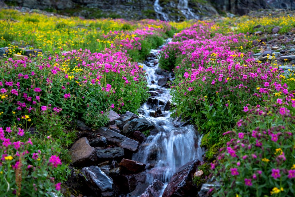 Wildflowers Below Clements Mountain