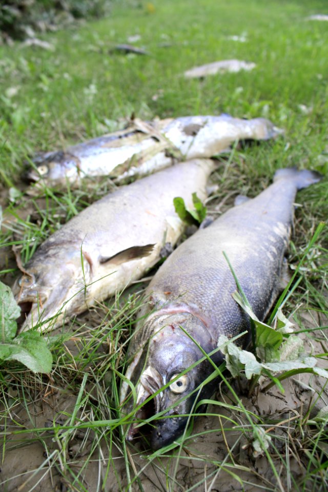 Dead fish after Hurricane Irene flood event