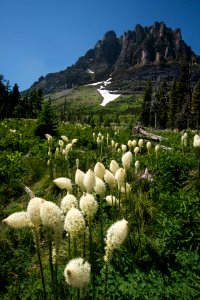 Beargrass Path