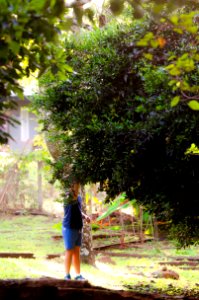 tarde de mandarina