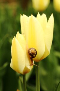 Tulip snail yellow