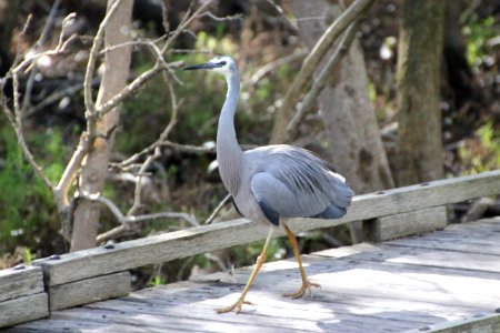 White-faced Heron. Ardea novaehollandaie photo