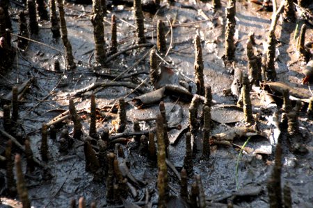 Avicennia marina. Grey Mangrove