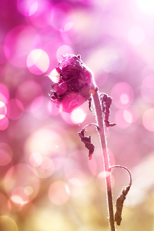 Pink orbs light