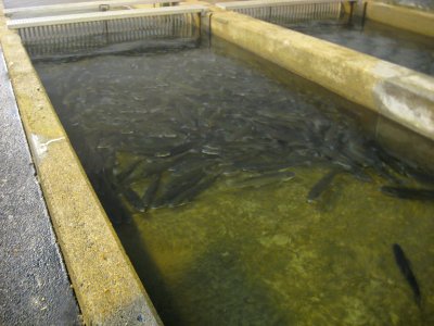Lake trout in raceway