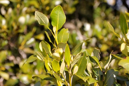 Avicennia marina. Grey Mangrove
