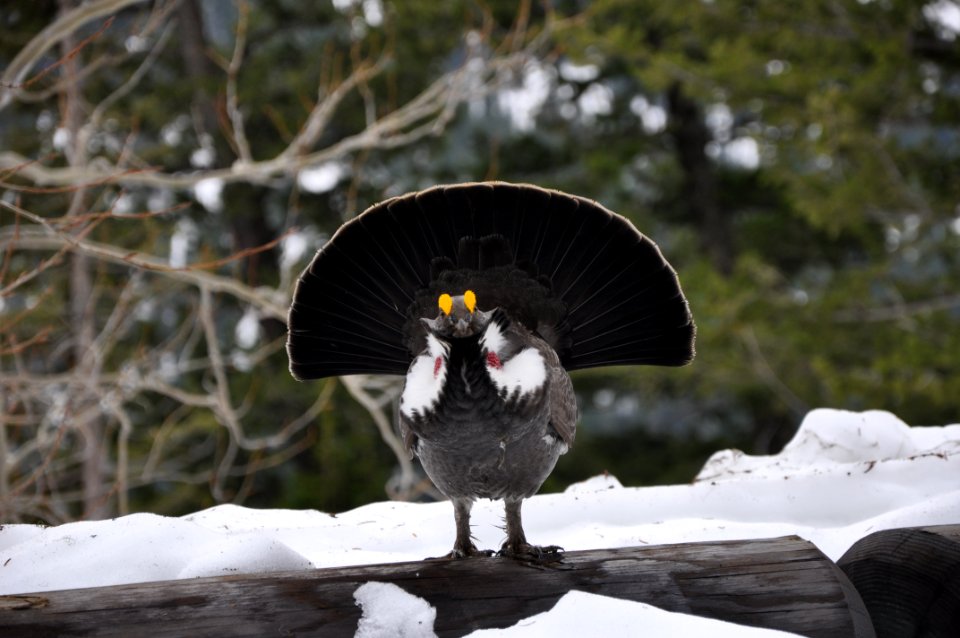 Dusky Grouse, 5-16-2014