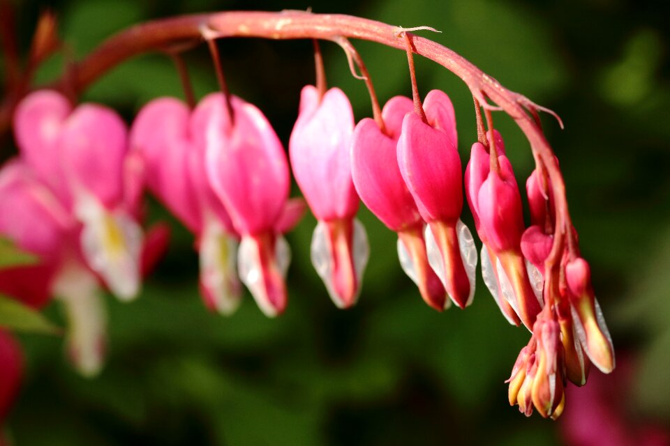 Spring bleeding heart