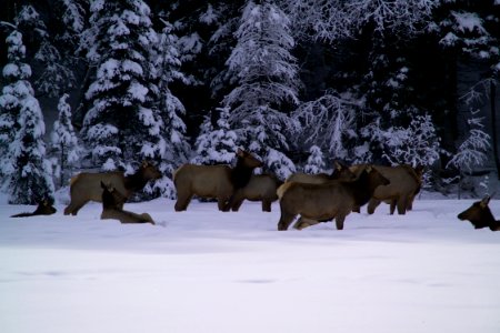 Group of elk photo