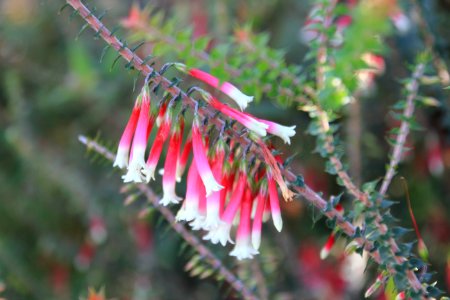 Epacris longiflora