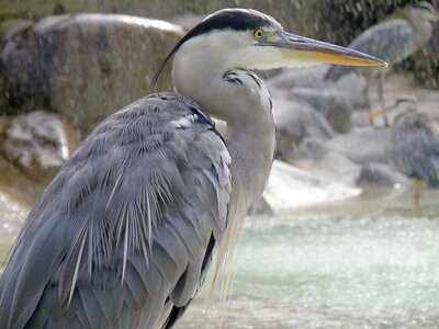 Bird heron nature photo