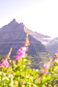 Fireweed blooms bright along Going-to-the-Sun Road. photo