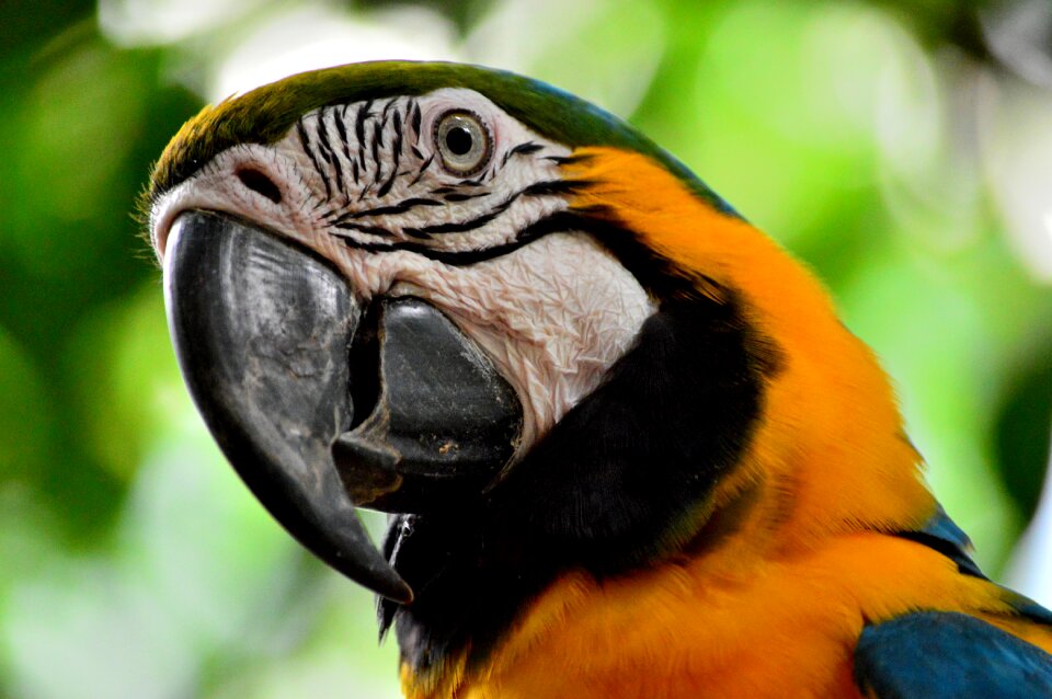 Orange curious psittaciformes