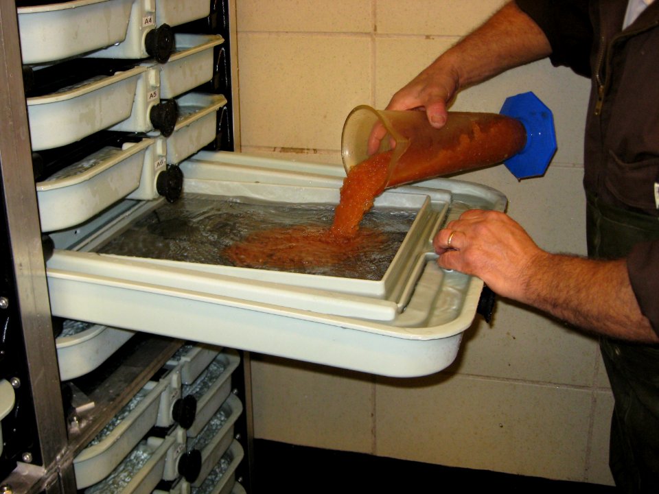 Fishery biologist with lake trout eggs