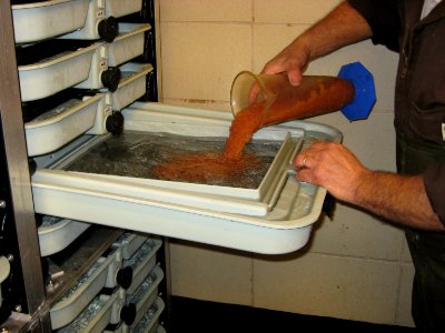 Fishery biologist with lake trout eggs photo