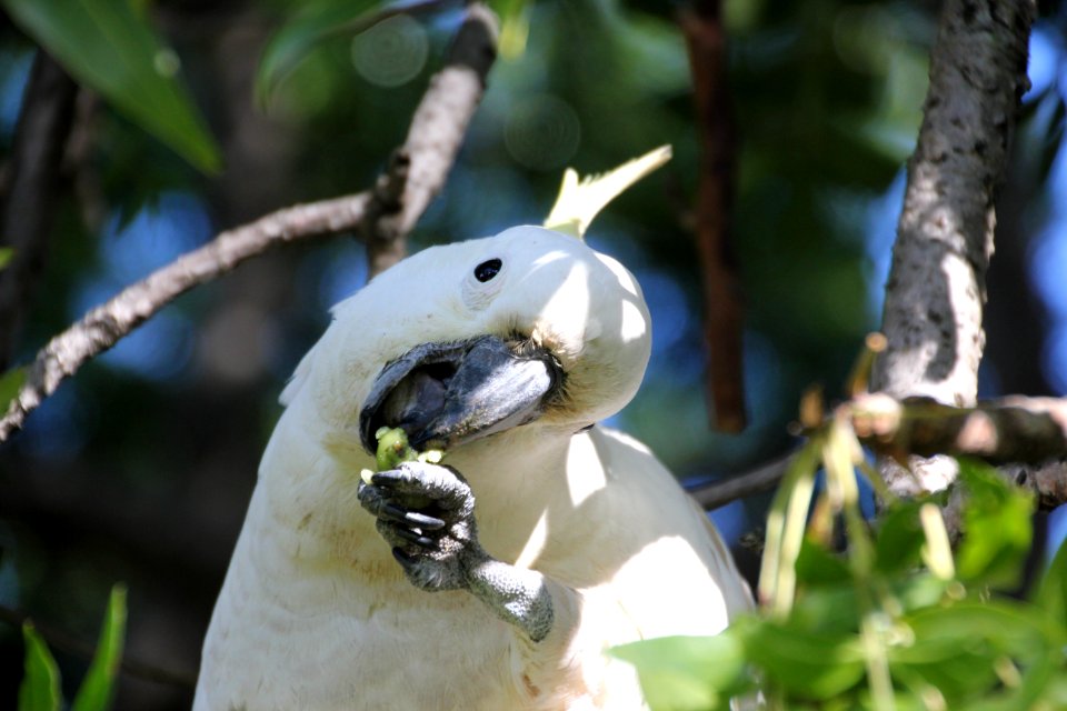 Sulphur-crested Cockatoo. Caratua galerita