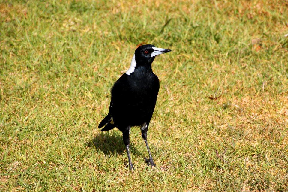 Australian Magpie. Gymnorhina tibicen