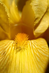 Flower iris yellow photo