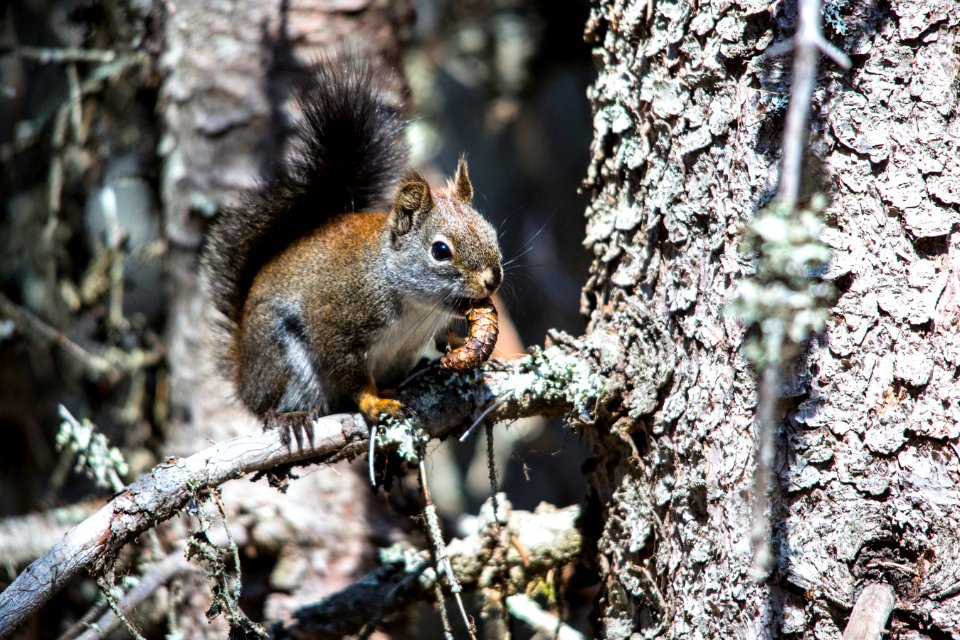 Snack Time with a Red Squirrel