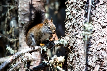 Snack Time with a Red Squirrel photo