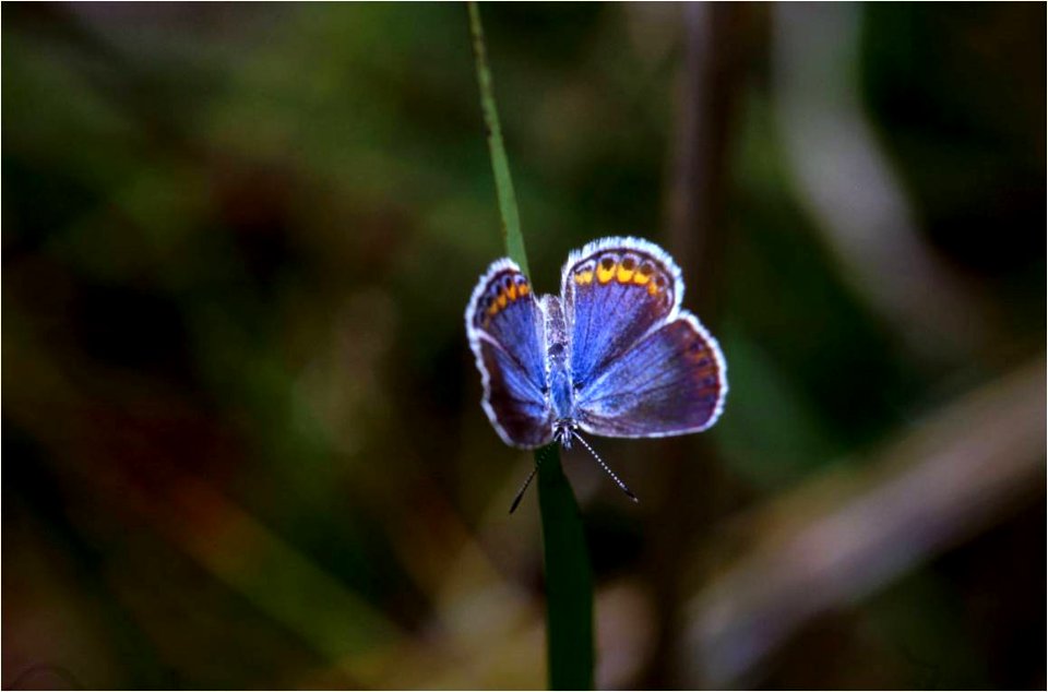 Karner Blue Butterfly