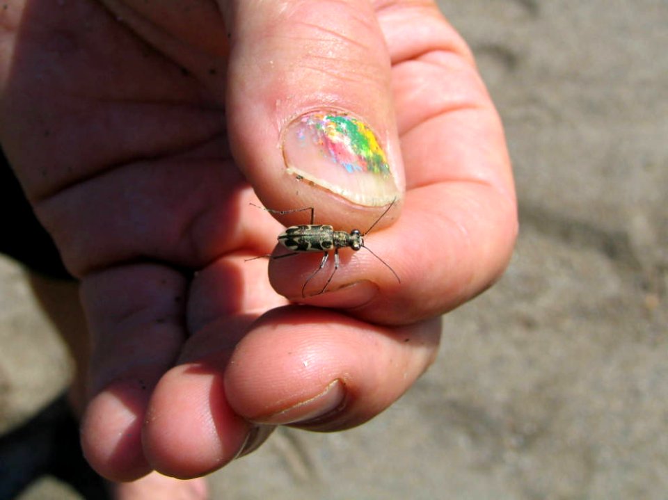 Girl Scouts of the Chesapeake Bay Protect Threatened Puritan Tiger Beetle