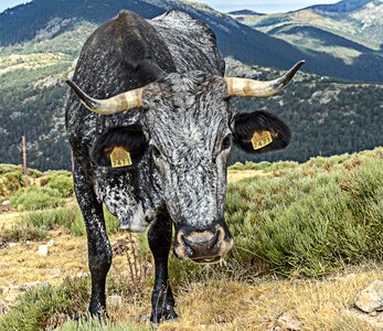 Calf livestock horns photo