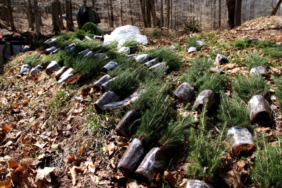 Red Spruce Seedlings Ready for Planting