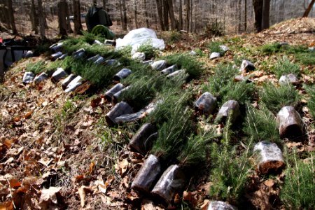 Red Spruce Seedlings Ready for Planting