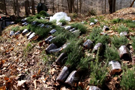 Red Spruce Seedlings Ready for Planting photo