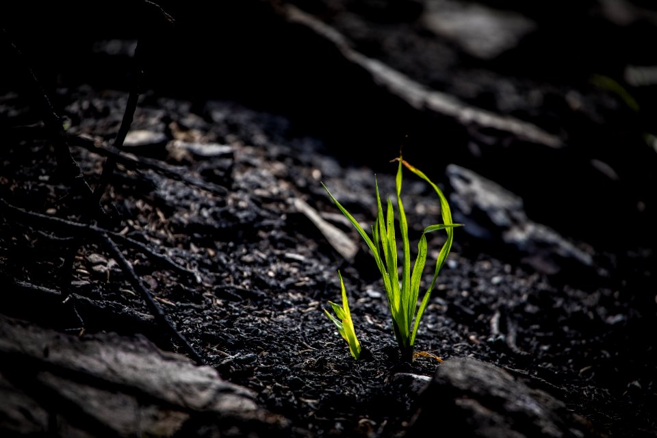 Regrowth after the 2017 Sprague Fire
