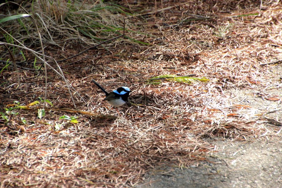Superb Fairywren. Malurus cyaneus