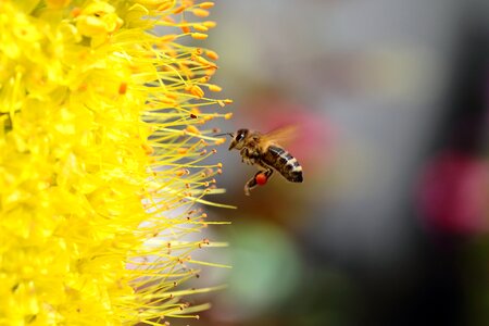 Yellow flower bee photo