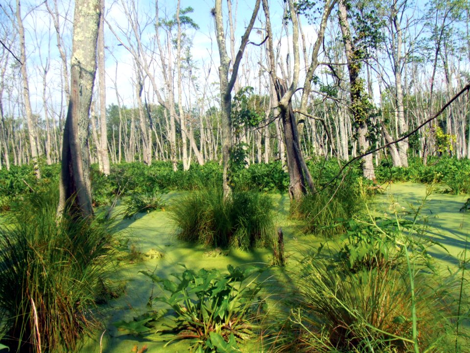 Photo of the Week - Swamp at Wallkill River National Wildlife Refuge (NJ)