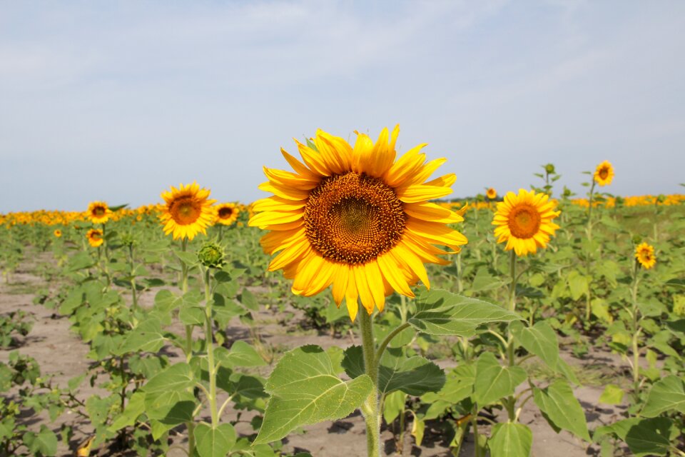 Agriculture landscape crop