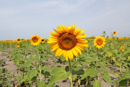 Agriculture landscape crop photo